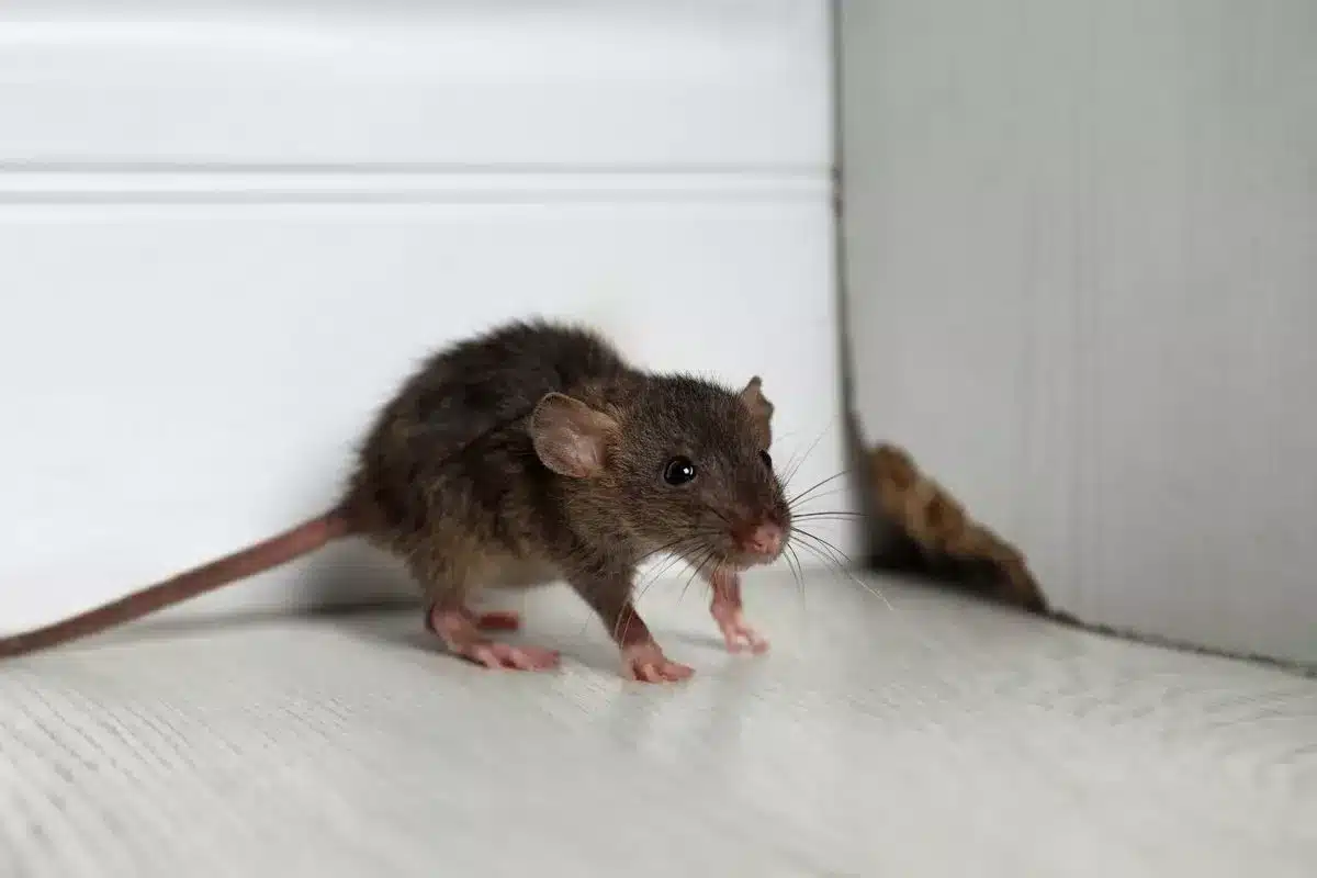 Rat dans un jardin