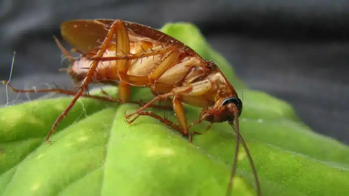Méthode naturelle contre les cafards