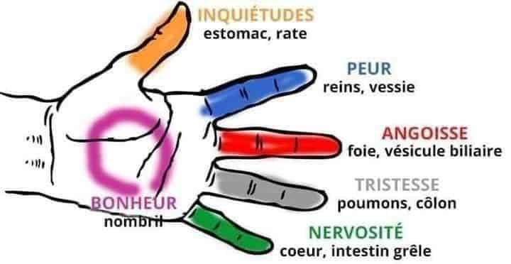 Correspondances des doigts avec les organes