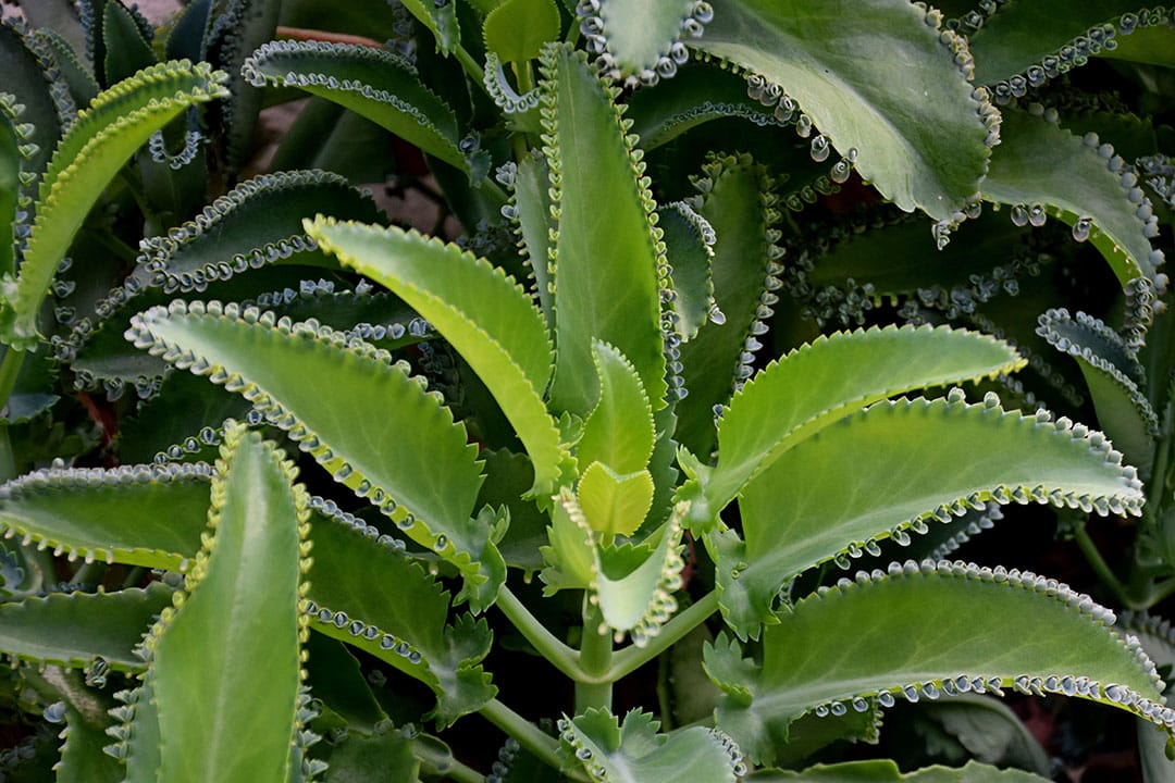 Photo de Kalanchoe Pinnata