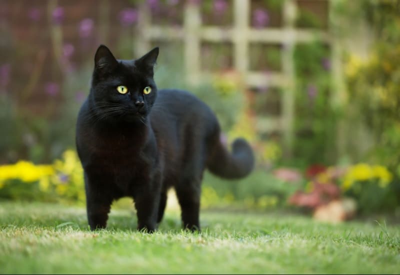 Représentation de chat noir dans l'art ancien