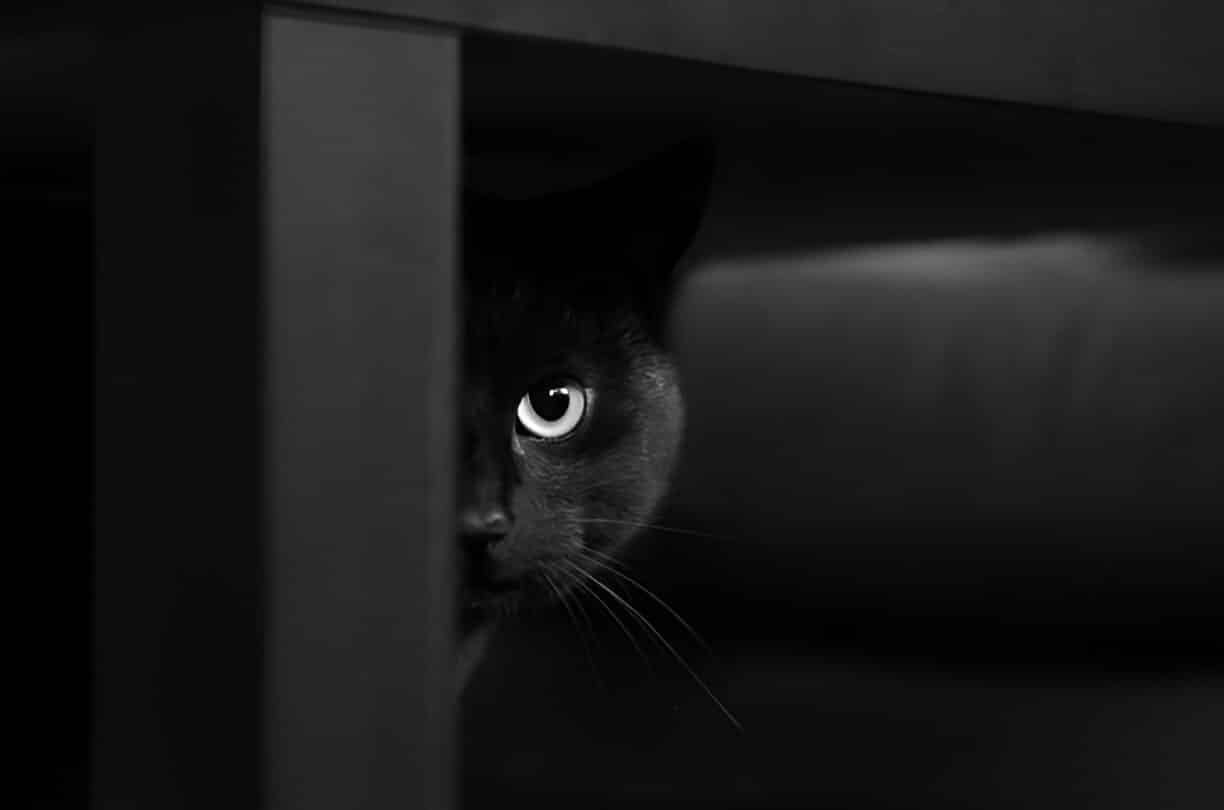 Chat noir observant son environnement