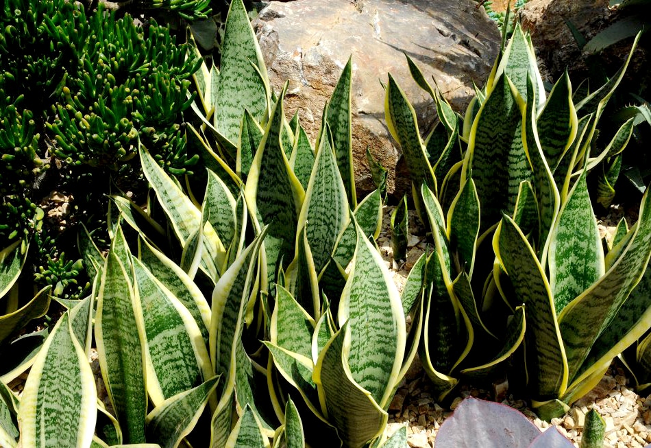 Collection de plantes serpent en intérieur