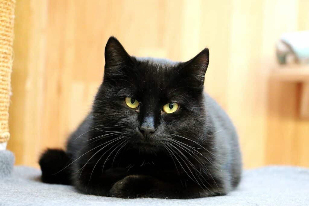 Chat noir mystérieux