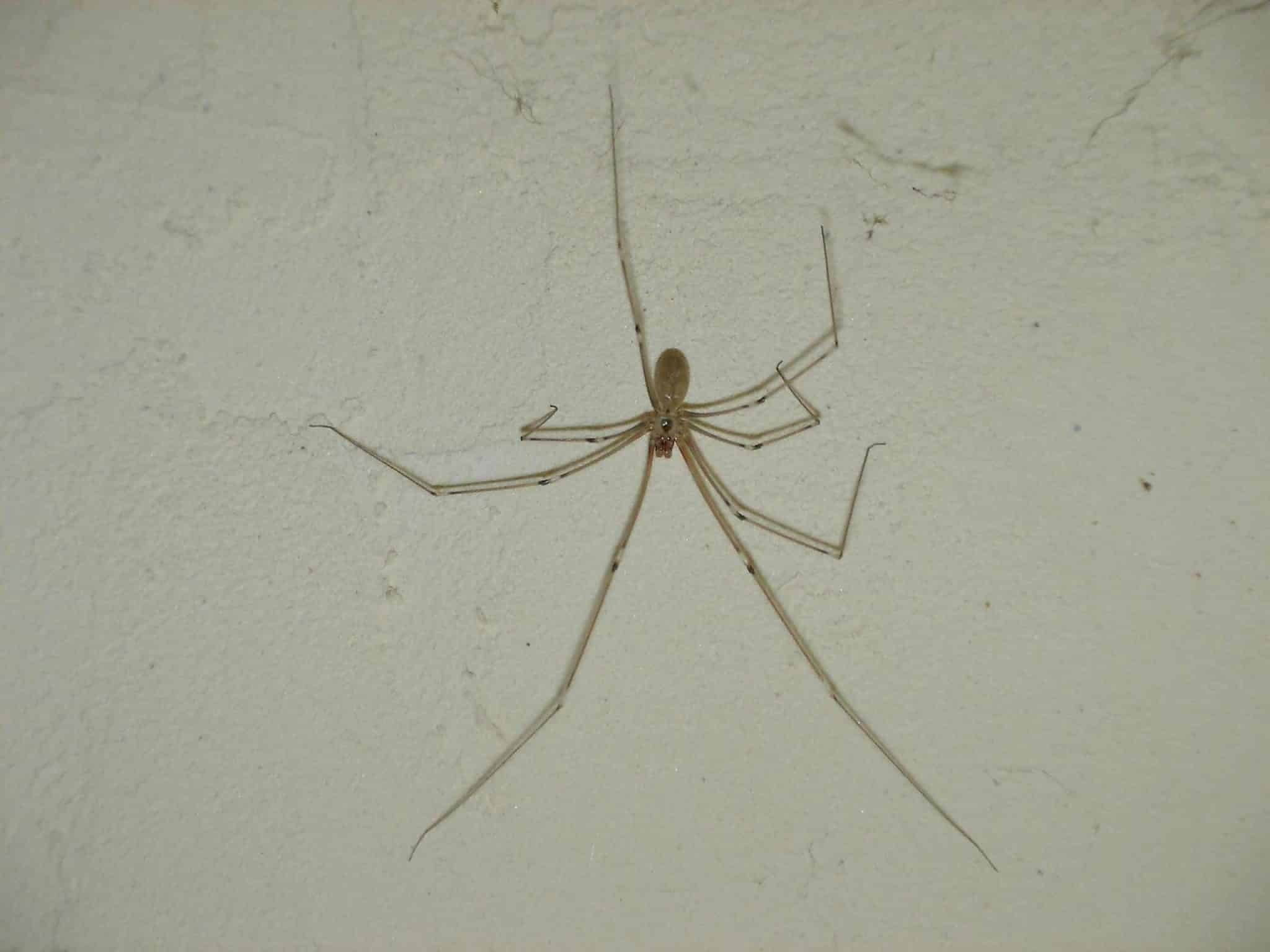 Pholque avec ses longues pattes caractéristiques