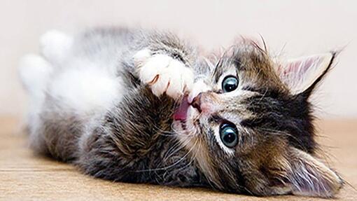 Chaton Hope dans son nouveau foyer