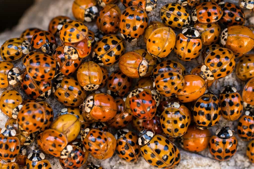 Coccinelle jaune posée sur une feuille