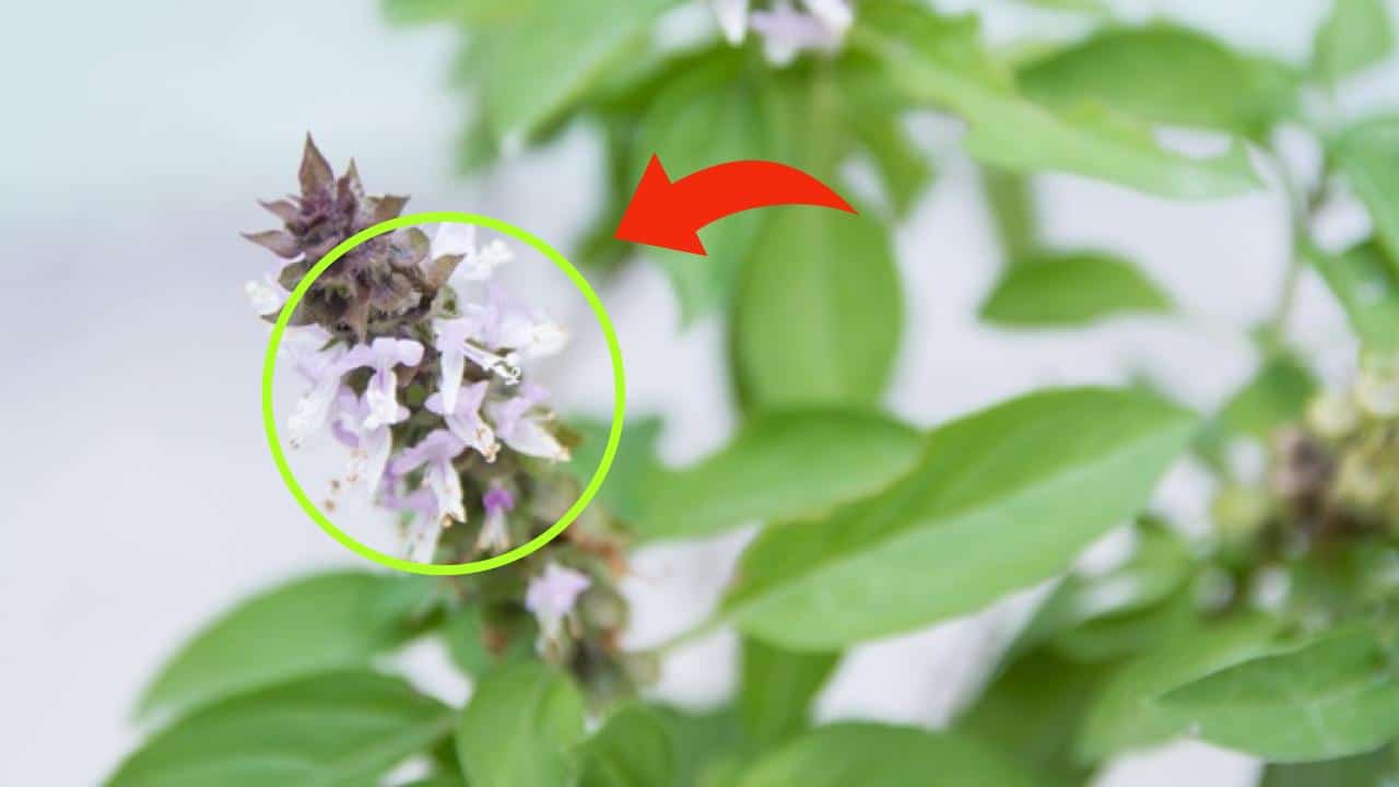 Fleurs de basilic fraîchement écloses