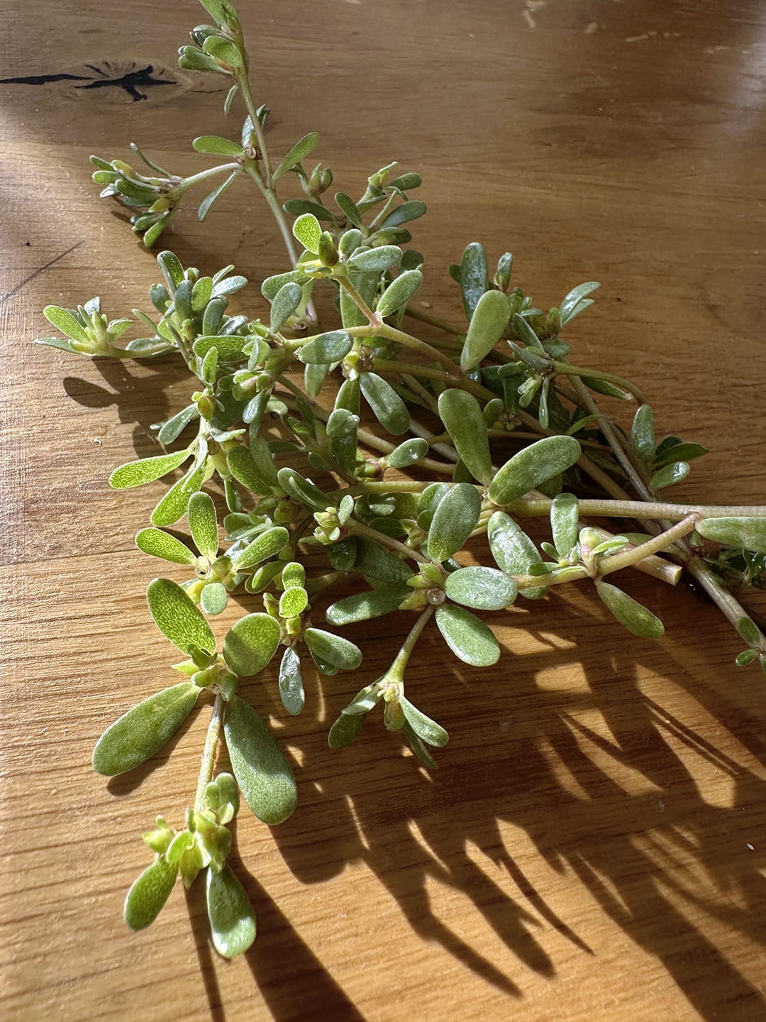 Pourpier sauvage en pleine nature