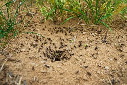 Fourmis noires en activité