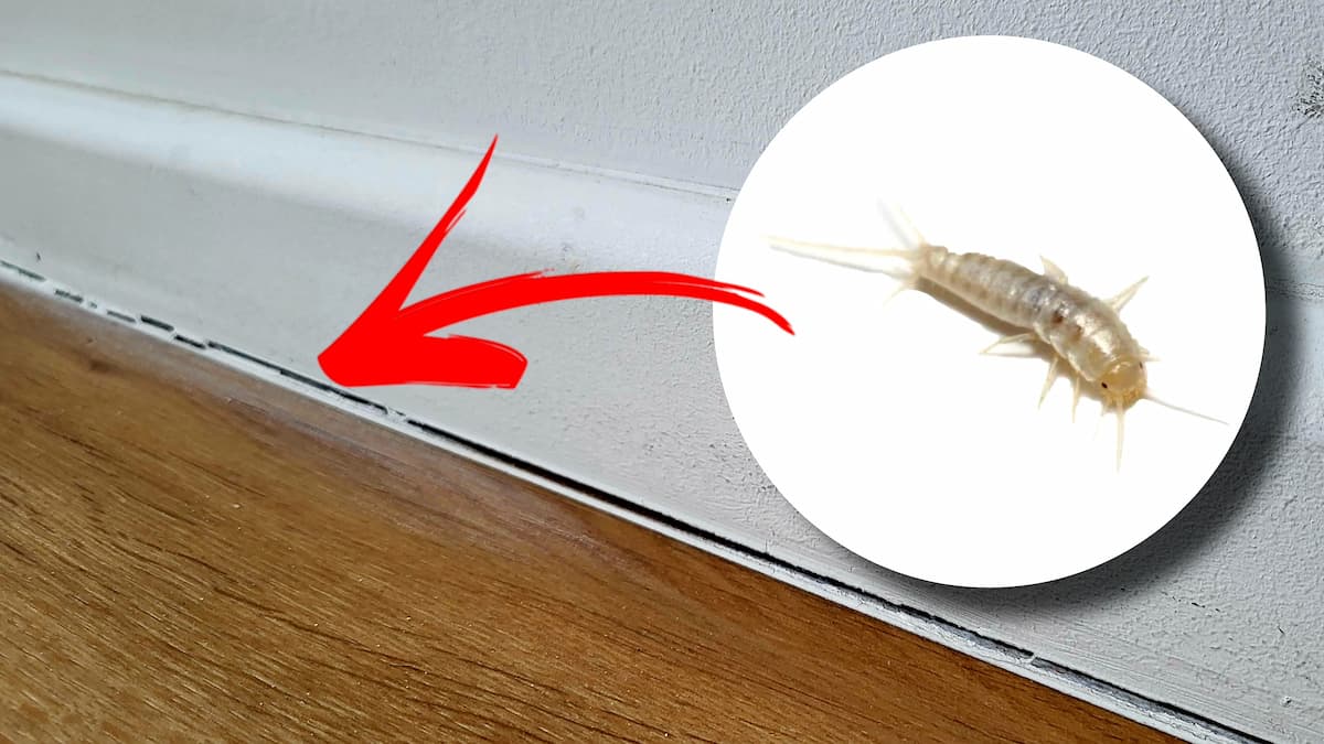 Coin humide propice aux lépismes