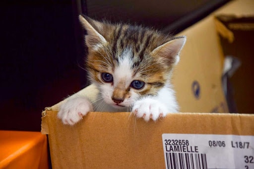 Chaton abandonné sous la pluie
