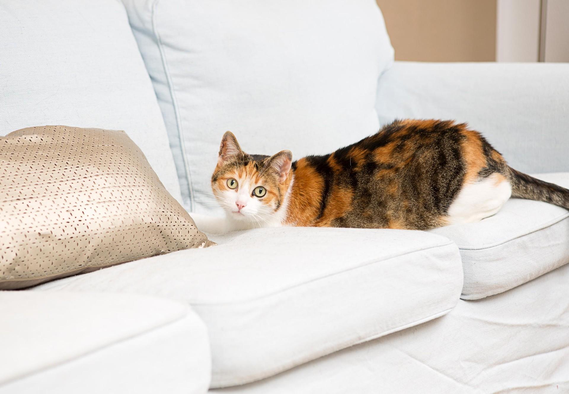 Chat prédateur de souris