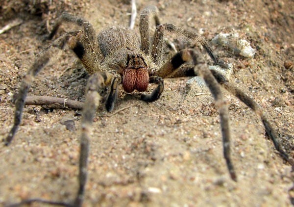 Araignée vagabonde en déplacement