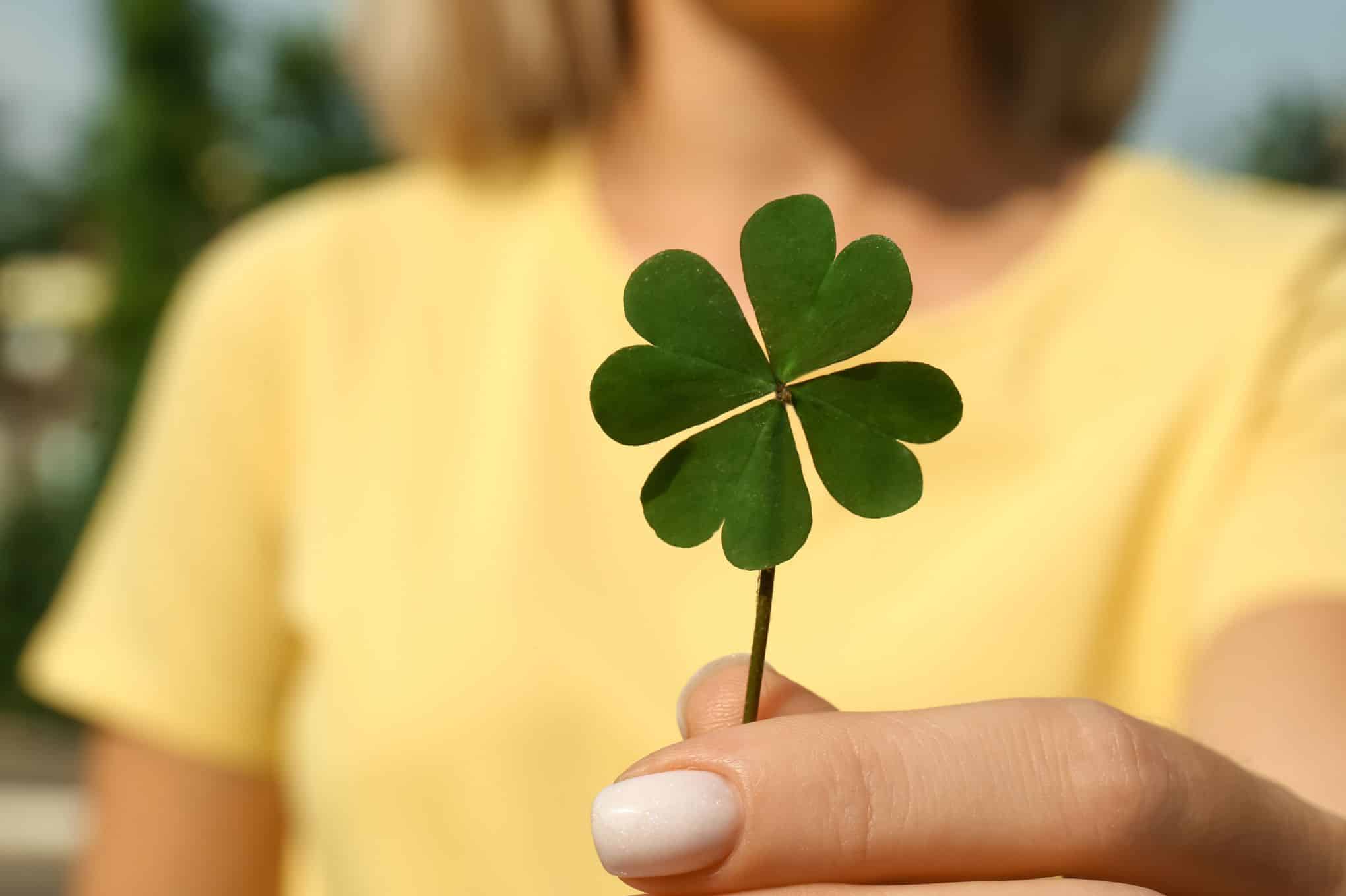 Trèfle à quatre feuilles dans son environnement naturel
