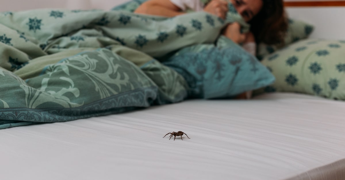 Araignée observée dans une chambre à coucher