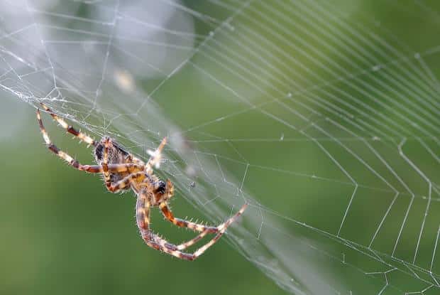 Araignée au centre de sa toile parfaite
