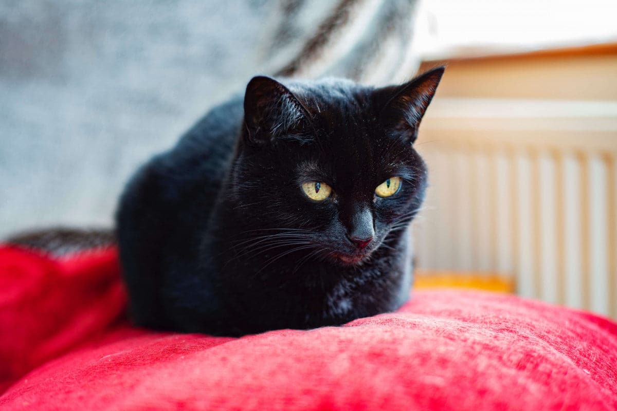 Chat noir paisible