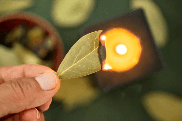Feuille de laurier en combustion