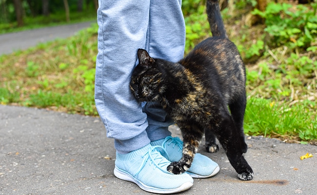 Chat se frottant contre des jambes