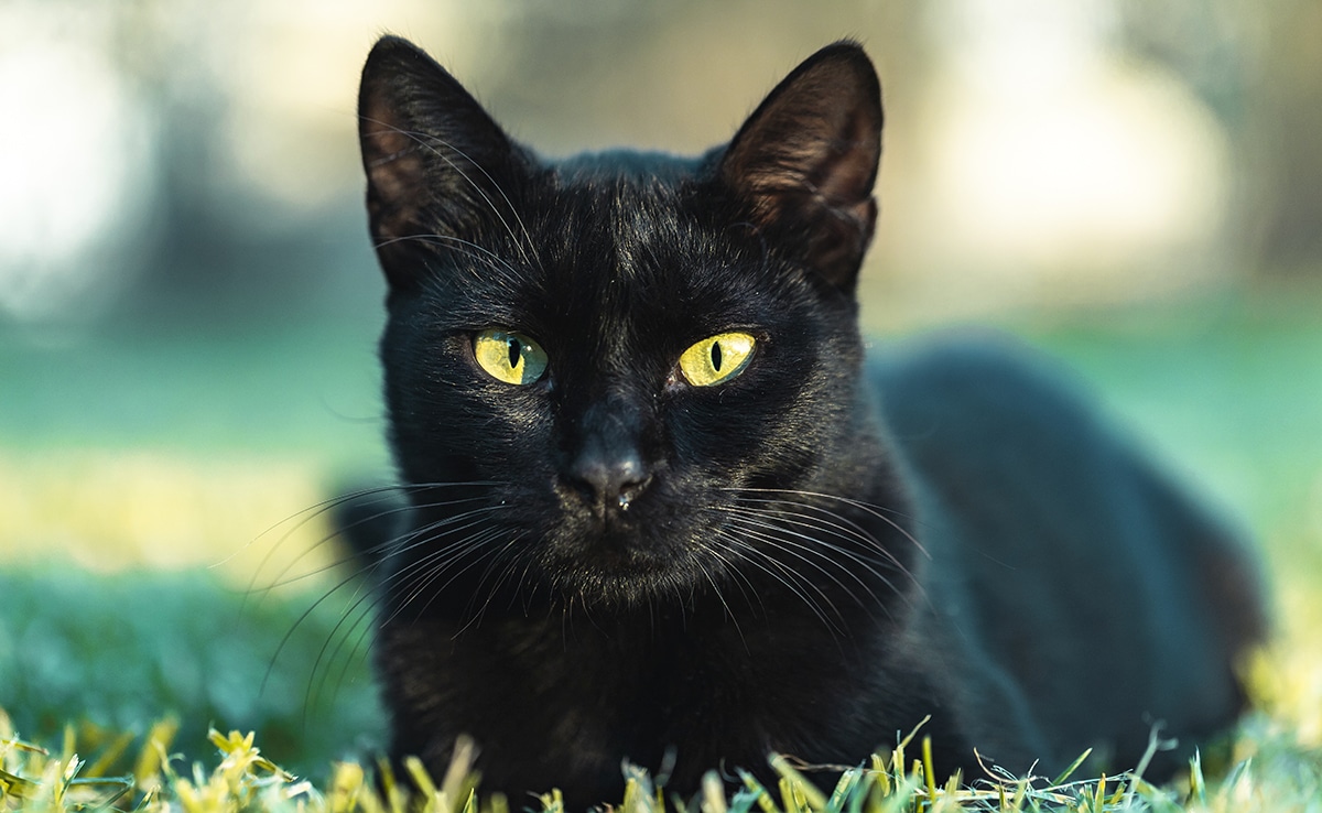 Chat noir avec un regard inhabituel