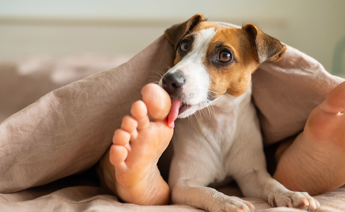 Chien léchant la main de son maître