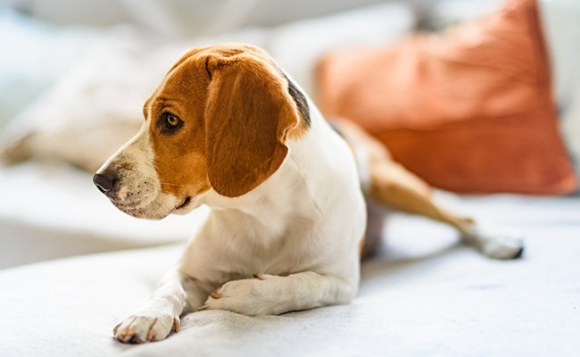 Chien montrant des signes de confusion