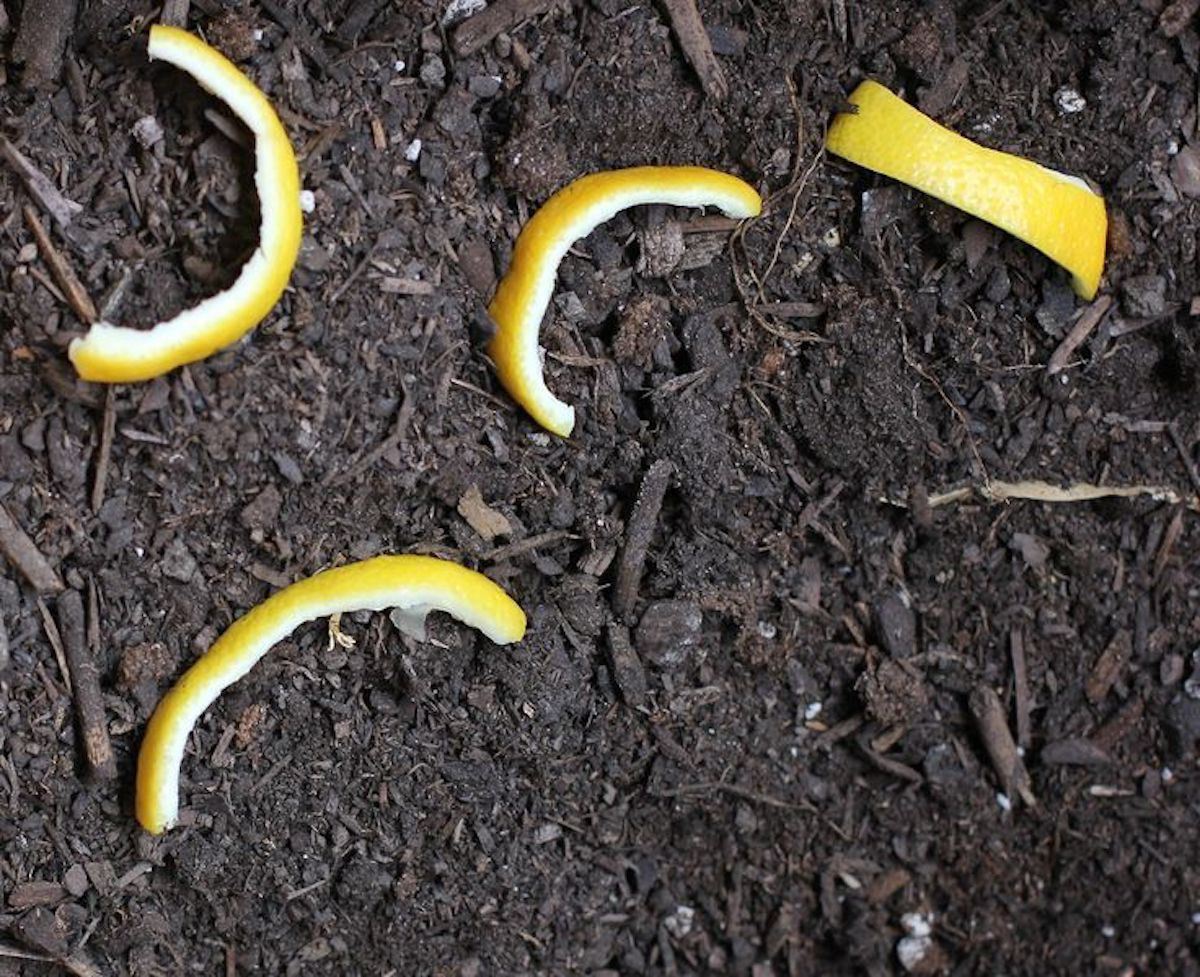 Écorces de citron au jardin