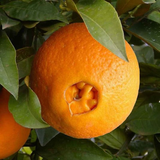 Détail du nombril d'une orange