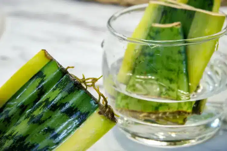 Bouturage dans l'eau de plante serpent