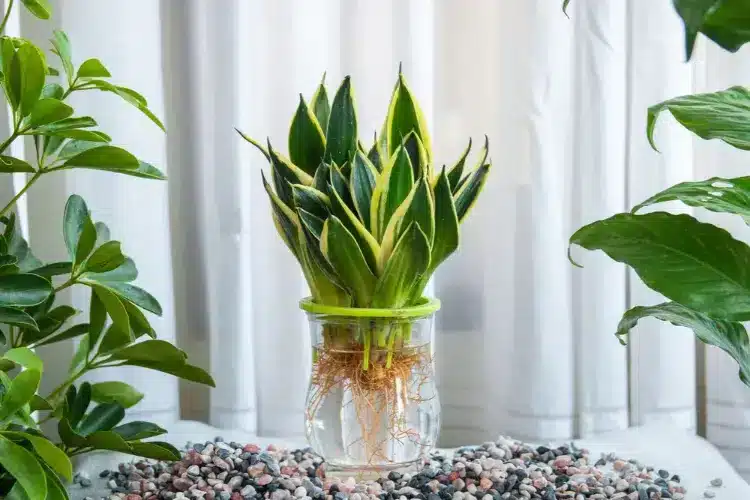 Multiplication par rhizomes de sansevière