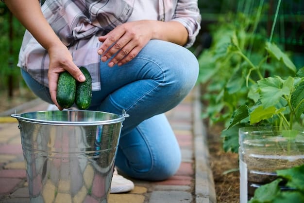 Jardinier récoltant des concombres dans un seau