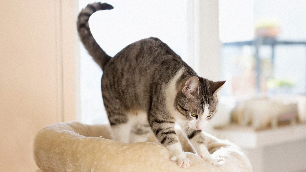 Chat préparant un bond