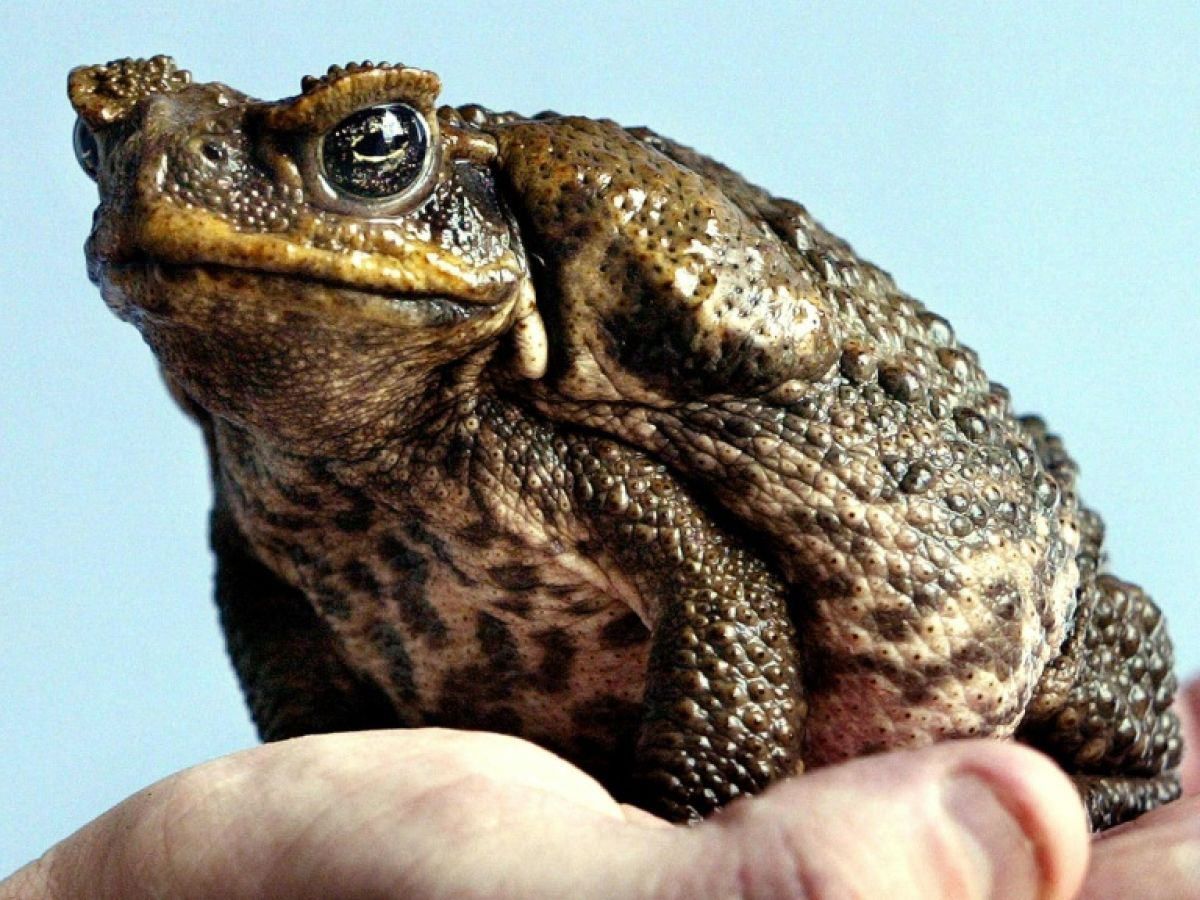 Crapaud inoffensif dans la nature