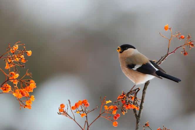 Groupe d'oiseaux volant de manière désorganisée