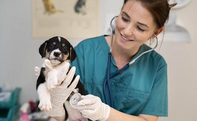 Vétérinaire examinant un animal