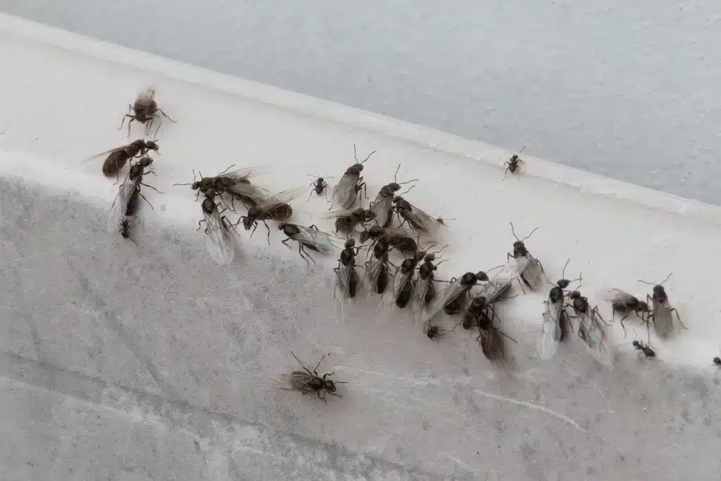 Solution contre les fourmis