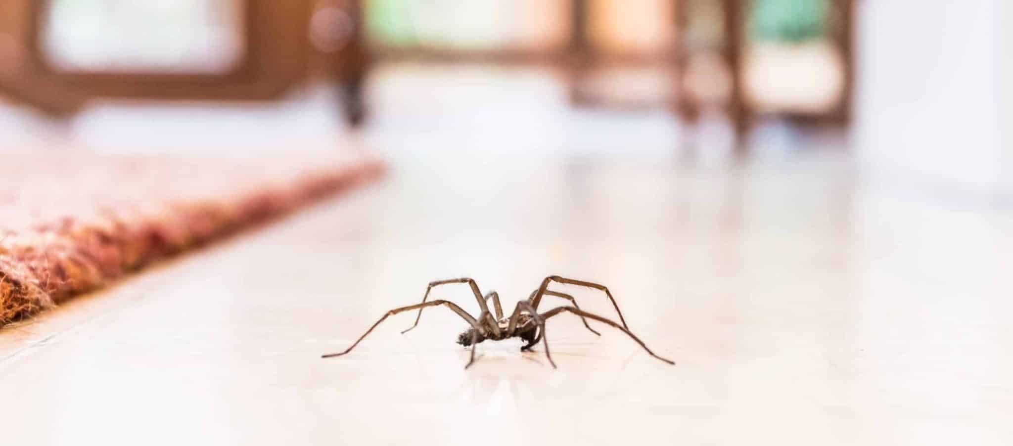 Barrière naturelle contre araignées