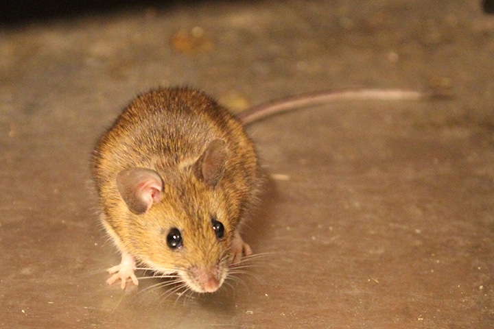 Souris domestique dans une maison
