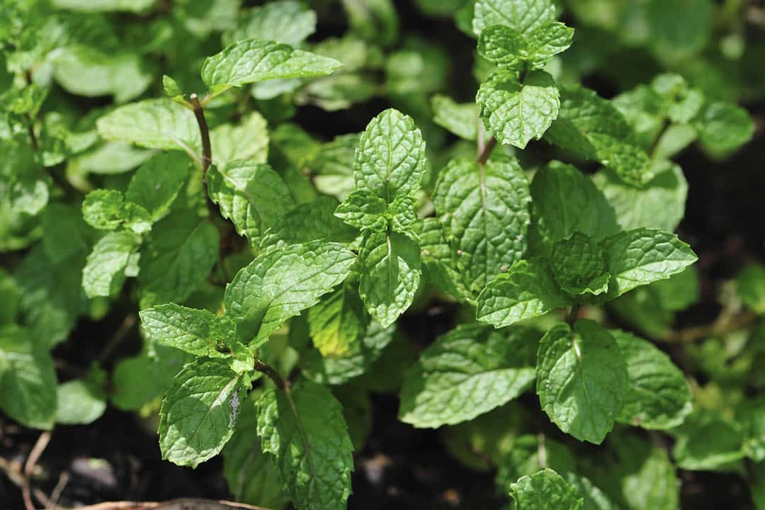Huile essentielle de menthe poivrée