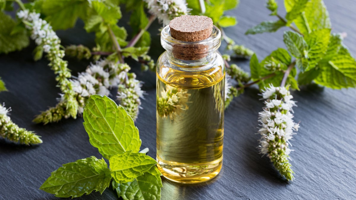 Flacon d'huile essentielle de menthe