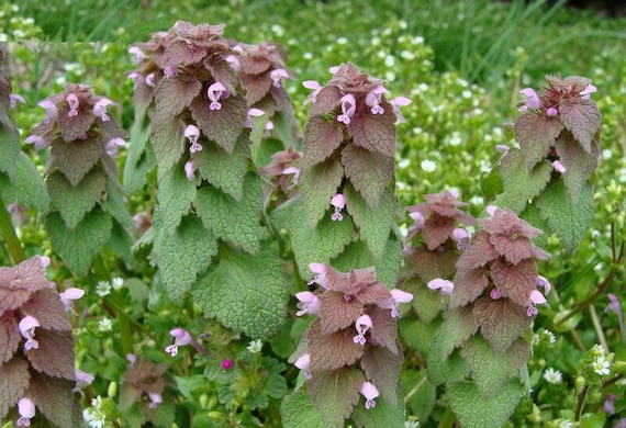 Feuilles d'ortie violette fraîches