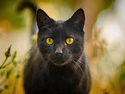 Chat noir aux yeux perçants