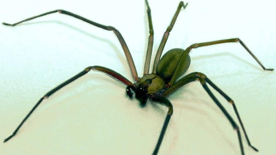 Araignée recluse brune avec marque caractéristique