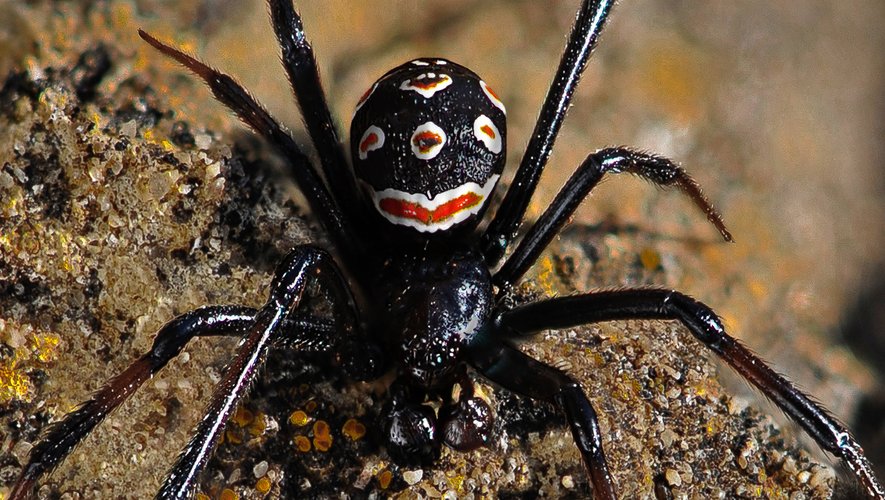 Veuve noire avec sa marque rouge caractéristique