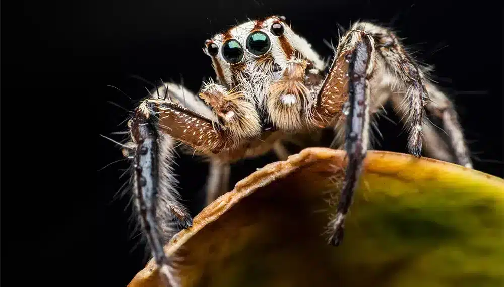 Araignée sauteuse en plein bond