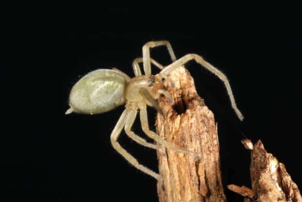 Araignée-sac dans son abri soyeux