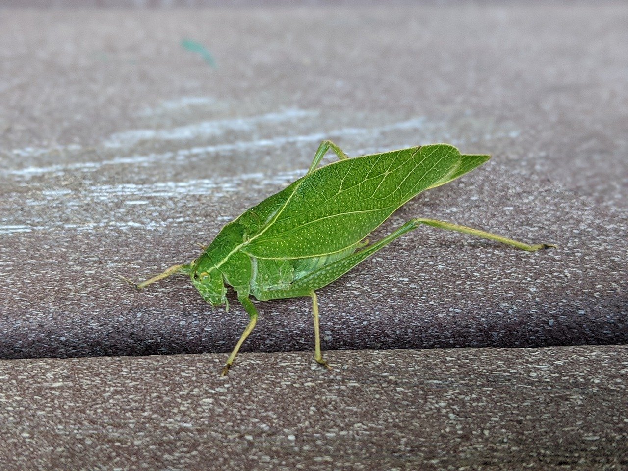 Insecte vert posé sur une feuille