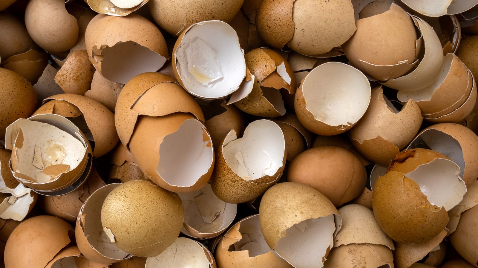 Nettoyage écologique avec des coquilles d'œufs