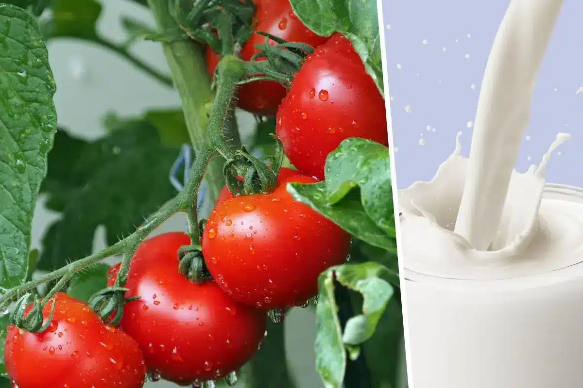 Pulvérisation de lait sur plants de tomates